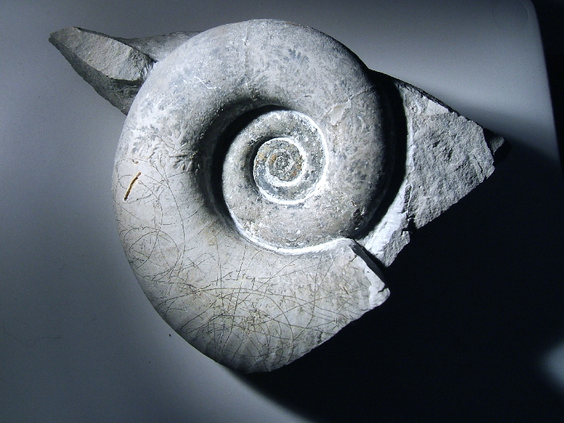 ammonite