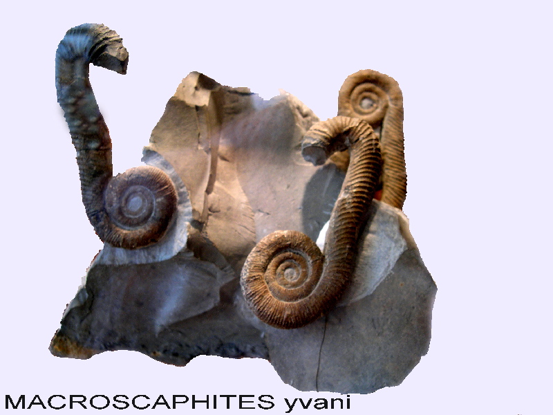 ammonites