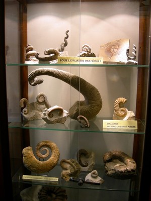 ammonites_rares