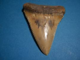 Carcharodon_carcharias