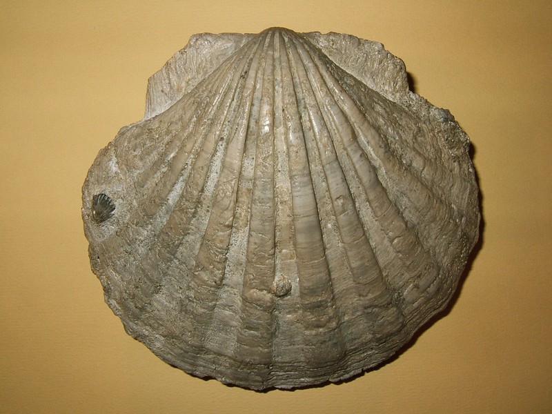 pecten