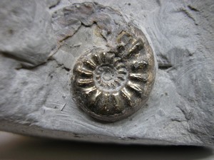 ammonite_pyriteuse