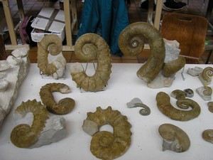 ammonites_droules