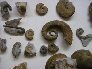 ammonites_droules
