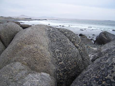 granite_orbiculaire