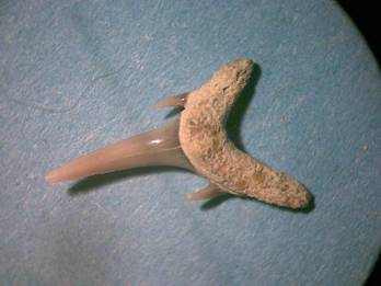Carcharias_ferox