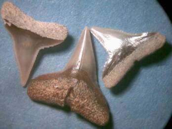 Carcharhinus_priscus