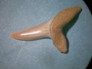 dent